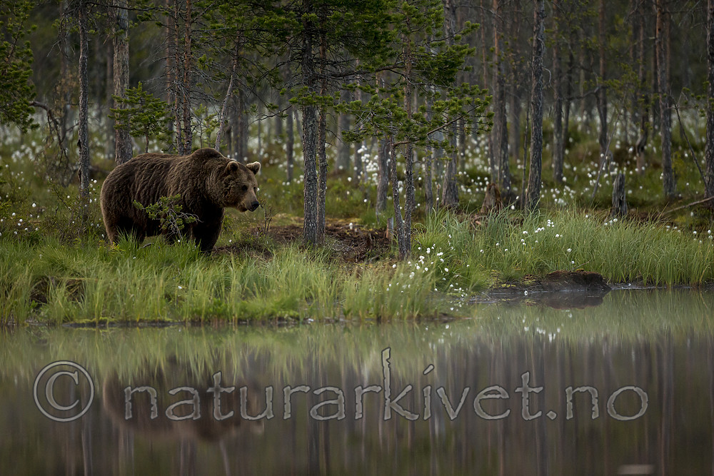 KA_160624_92 / Ursus arctos / Brunbjørn