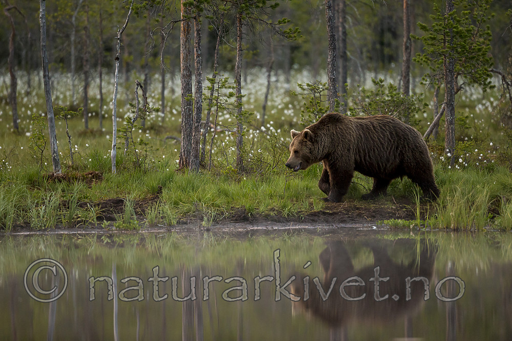 KA_160624_95 / Ursus arctos / Brunbjørn