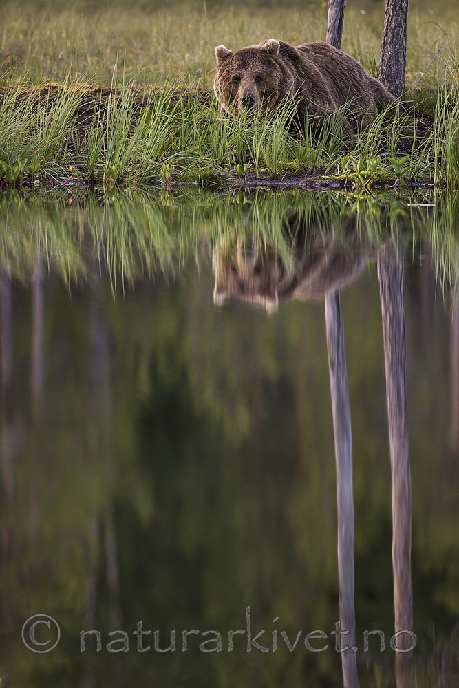 KA_160625_106 / Ursus arctos / Brunbjørn