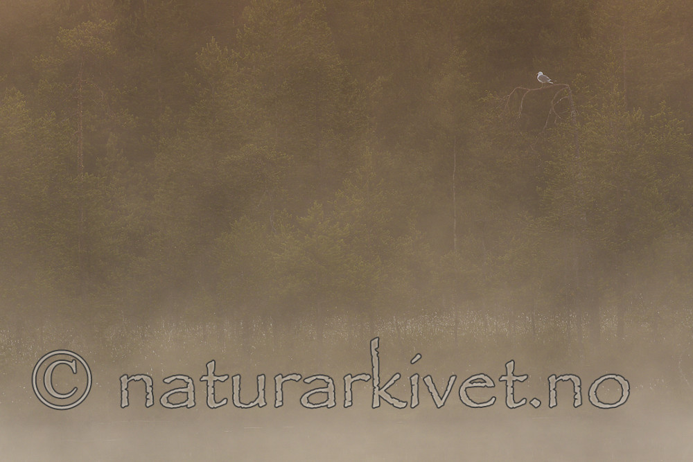 KA_160625_152 / Larus canus / Fiskemåke