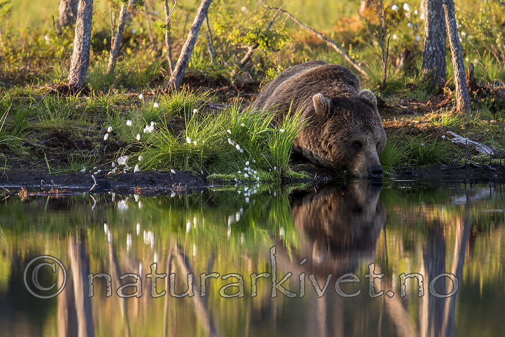 KA_160625_33 / Ursus arctos / Brunbjørn