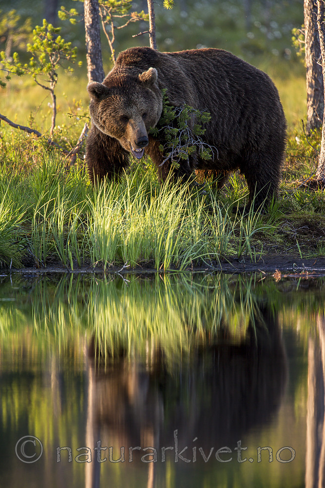 KA_160625_40 / Ursus arctos / Brunbjørn