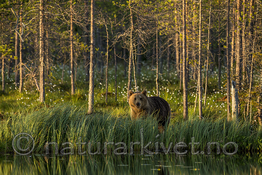 KA_160625_50 / Ursus arctos / Brunbjørn