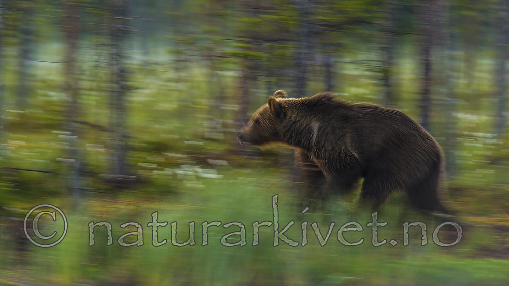 KA_160626_1 / Ursus arctos / Brunbjørn