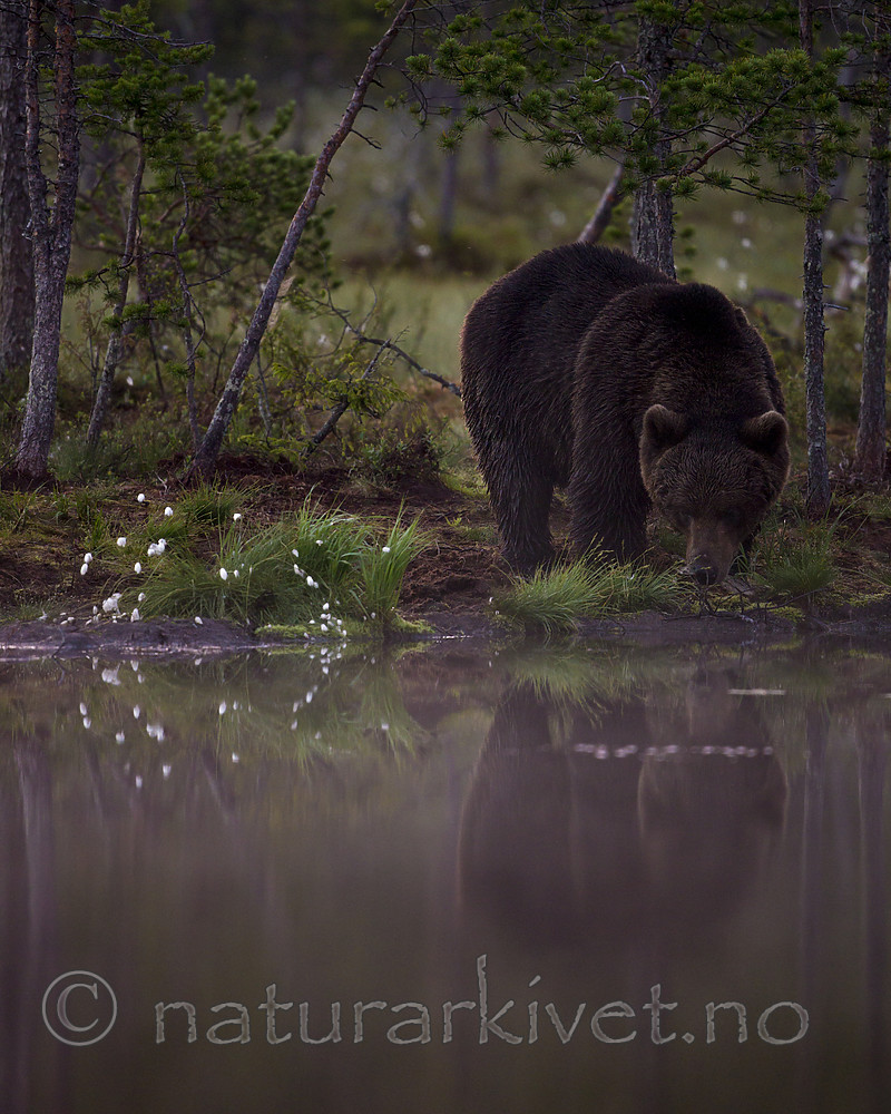 KA_160626_147 / Ursus arctos / Brunbjørn