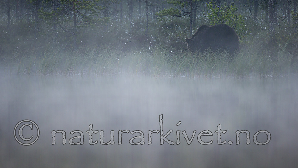 KA_160626_172 / Ursus arctos / Brunbjørn
