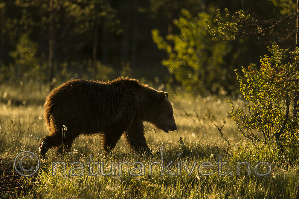 KA_160626_210 / Ursus arctos / Brunbjørn