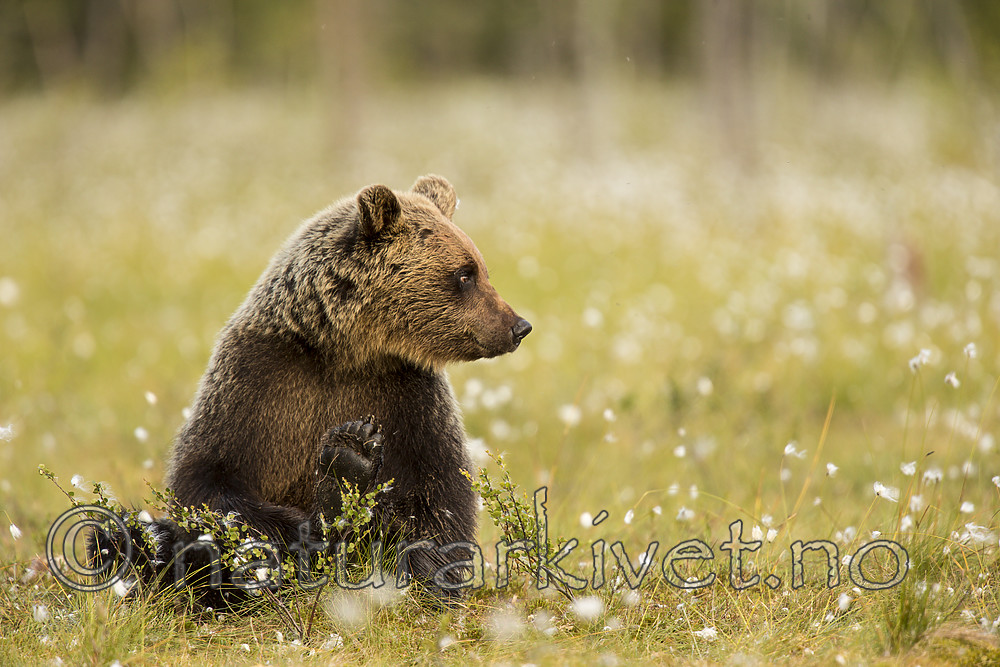 KA_160626_227 / Ursus arctos / Brunbjørn