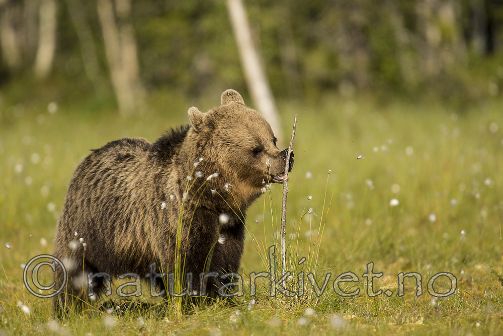 KA_160626_239 / Ursus arctos / Brunbjørn