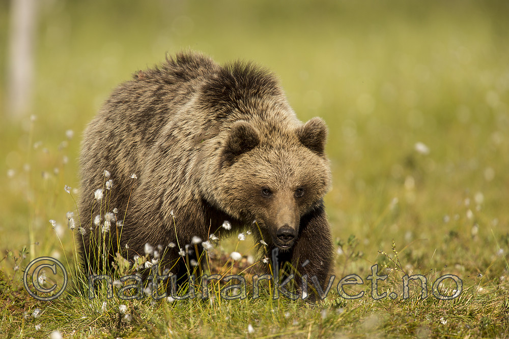 KA_160626_260 / Ursus arctos / Brunbjørn