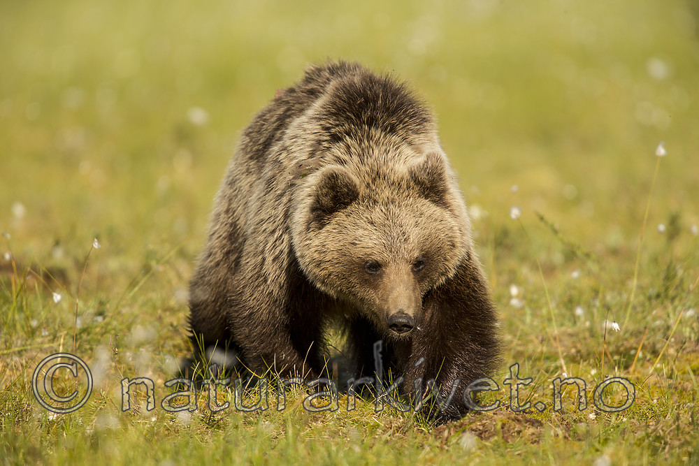 KA_160626_261 / Ursus arctos / Brunbjørn