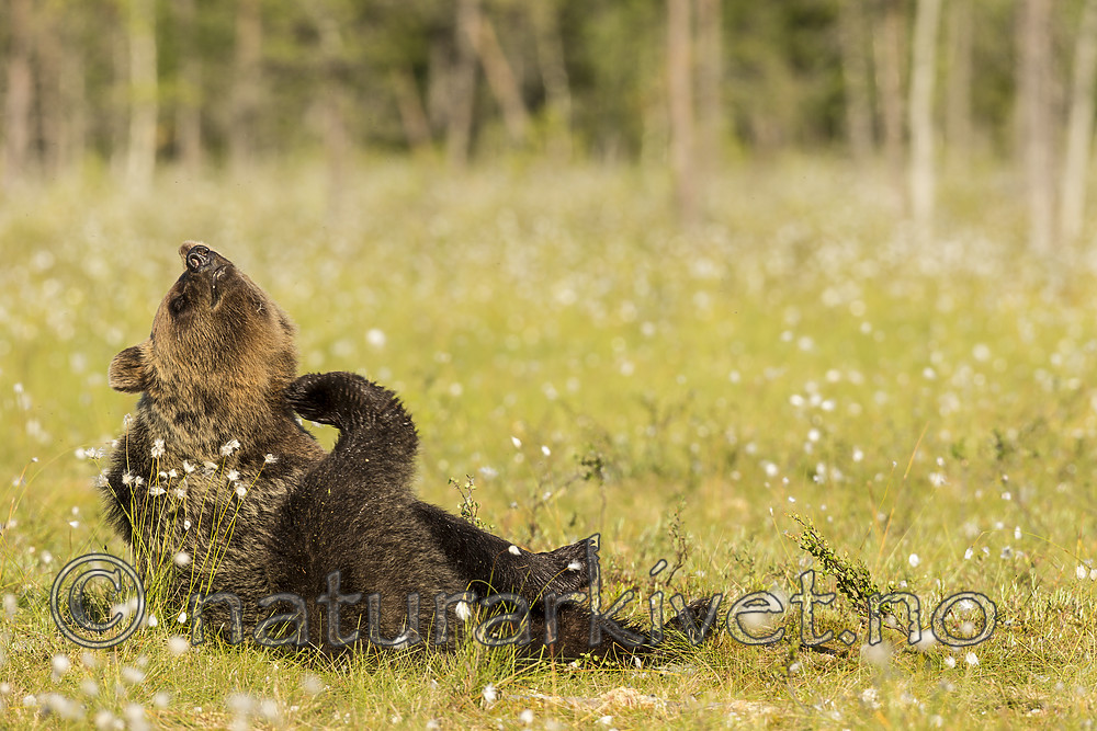 KA_160626_308 / Ursus arctos / Brunbjørn