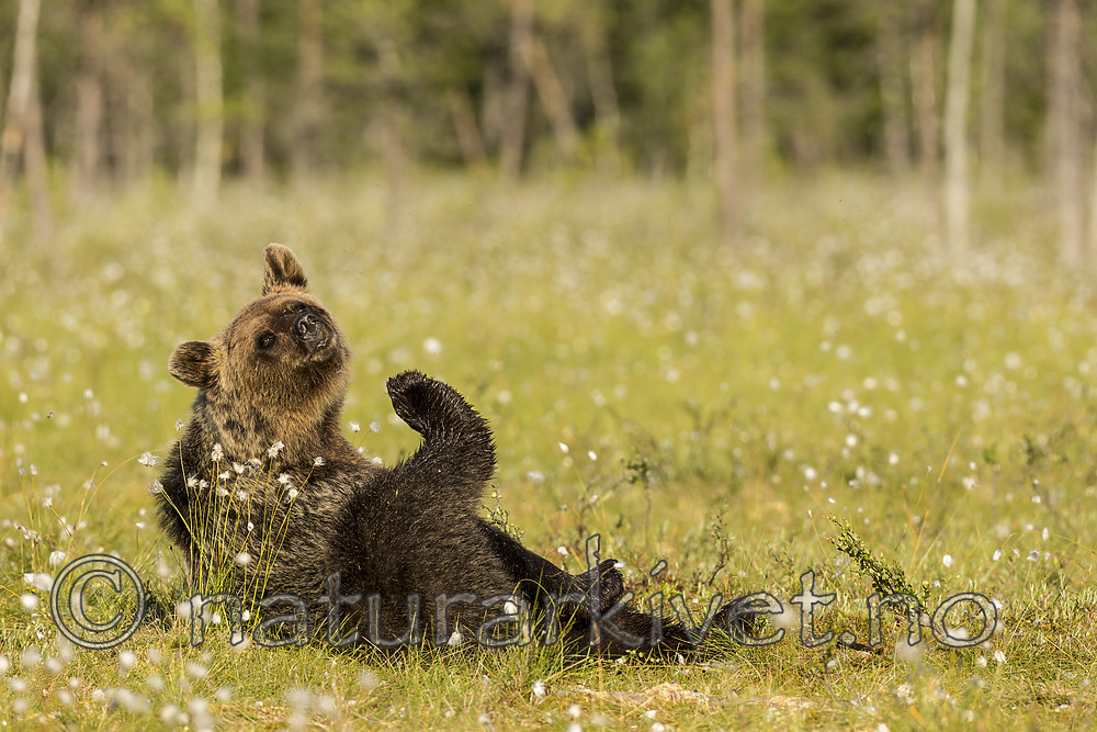 KA_160626_309 / Ursus arctos / Brunbjørn