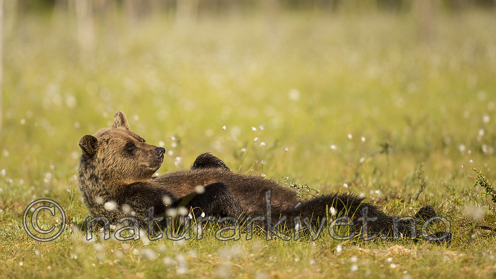KA_160626_316 / Ursus arctos / Brunbjørn