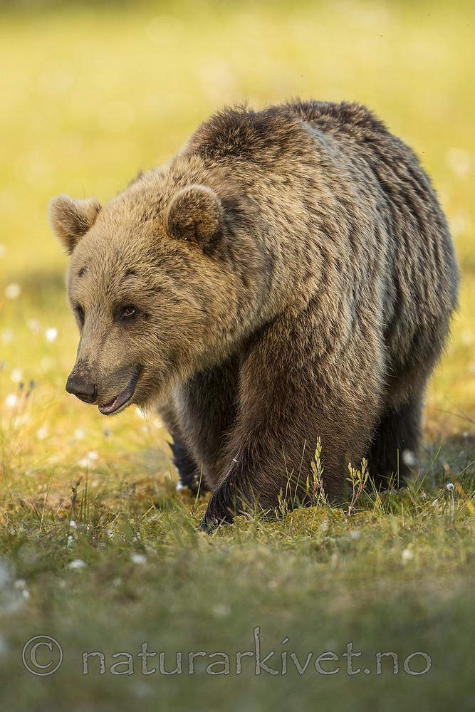 KA_160626_362 / Ursus arctos / Brunbjørn