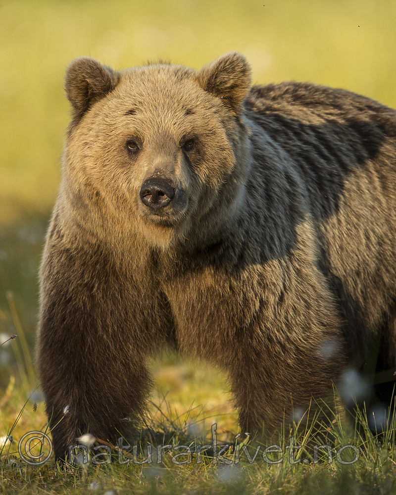 KA_160626_364 / Ursus arctos / Brunbjørn