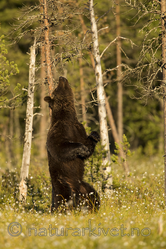 KA_160626_413 / Ursus arctos / Brunbjørn