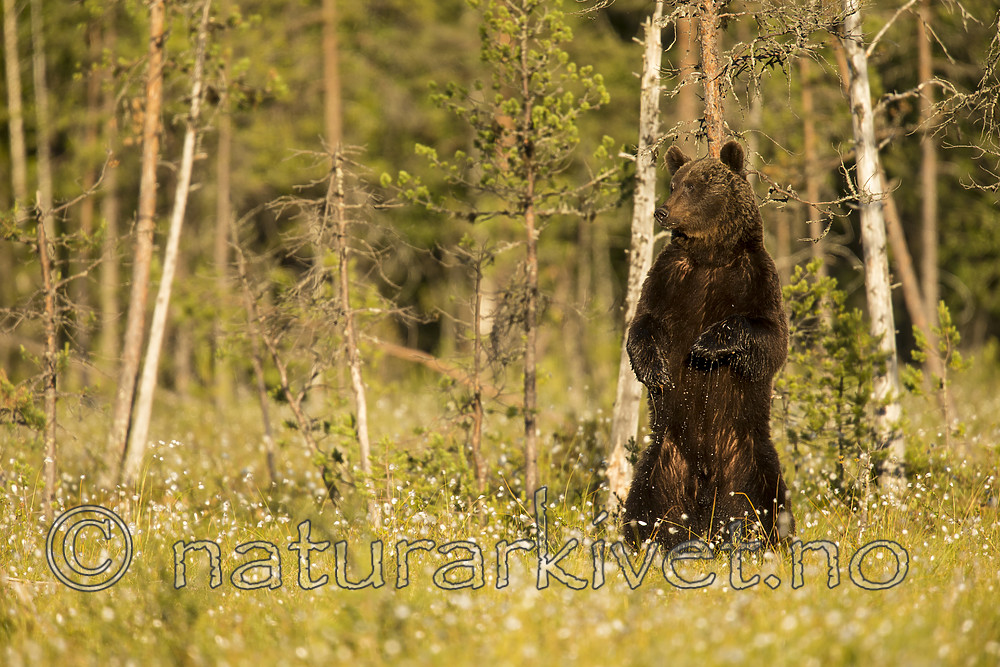 KA_160626_420 / Ursus arctos / Brunbjørn