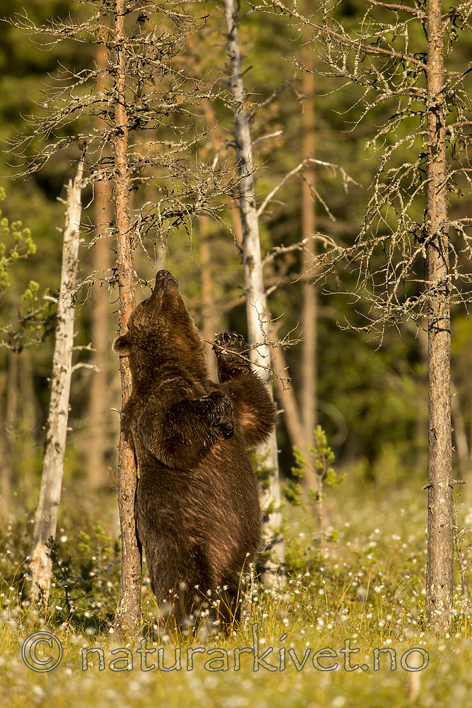 KA_160626_464 / Ursus arctos / Brunbjørn