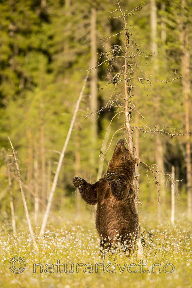 KA_160626_476 / Ursus arctos / Brunbjørn