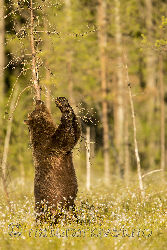 KA_160626_496 / Ursus arctos / Brunbjørn