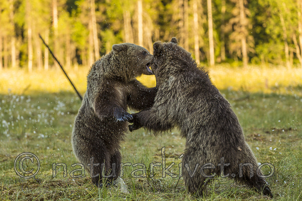 KA_160626_562 / Ursus arctos / Brunbjørn