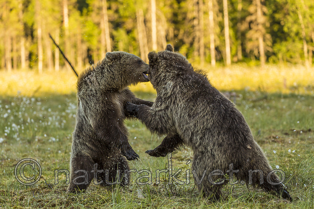 KA_160626_563 / Ursus arctos / Brunbjørn