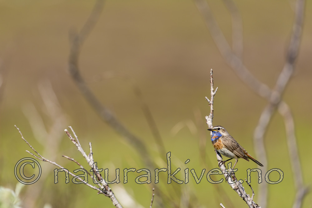 KA_160630_51 / Luscinia svecica / Blåstrupe