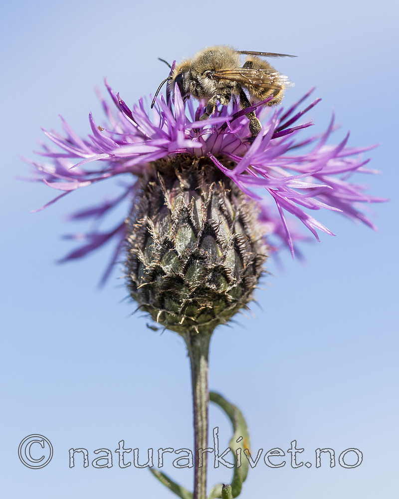 KA_160708_60 / Centaurea scabiosa / Fagerknoppurt <br /> Megachile lagopoda / Storbladskjærerbie