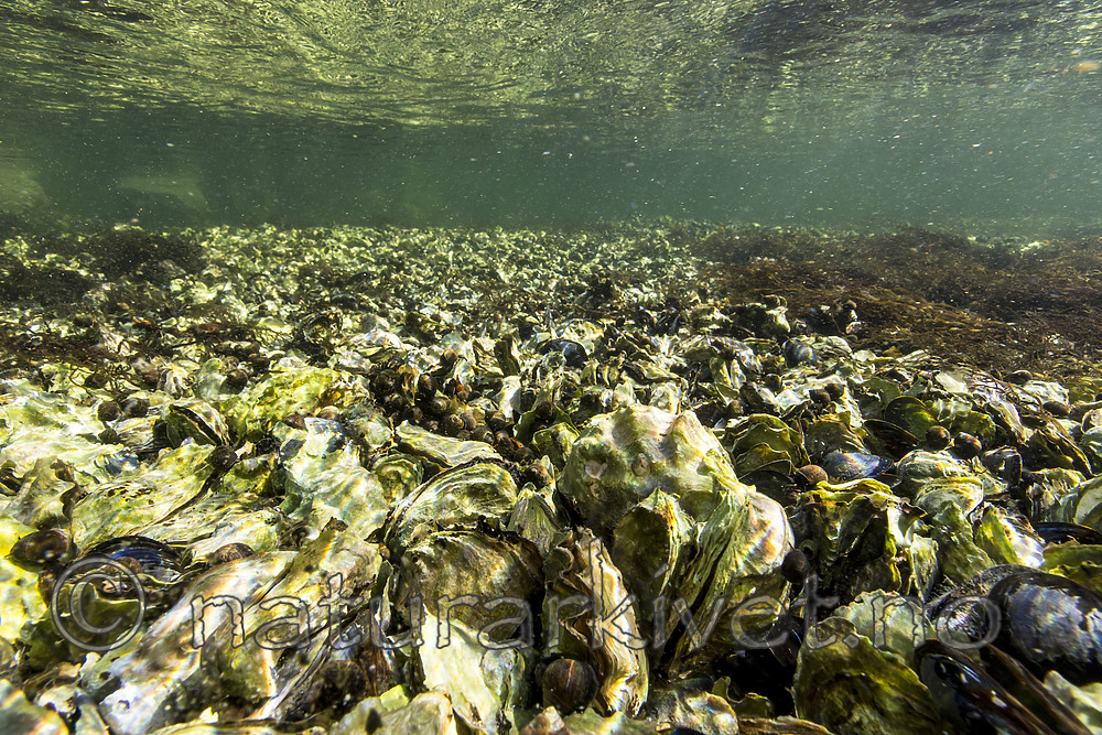 KA_160731_12 / Crassostrea gigas / Stillehavsøsters