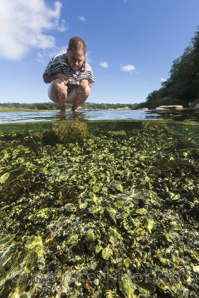 KA_160731_38 / Crassostrea gigas / Stillehavsøsters