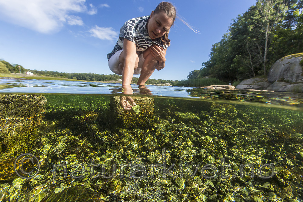 KA_160731_41 / Crassostrea gigas / Stillehavsøsters