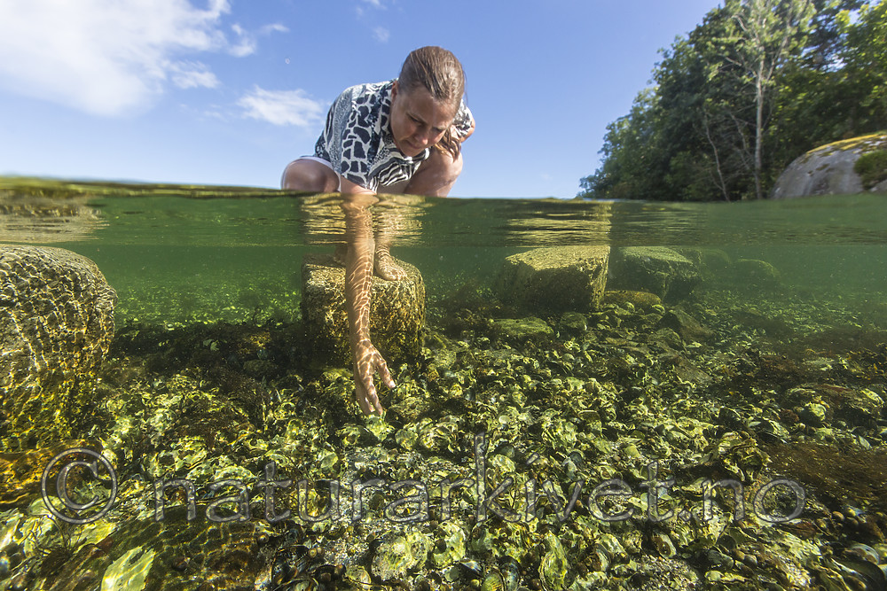 KA_160731_42 / Crassostrea gigas / Stillehavsøsters