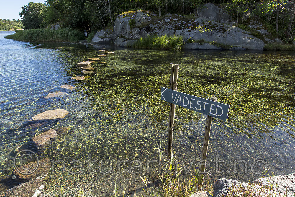 KA_160731_51 / Crassostrea gigas / Stillehavsøsters