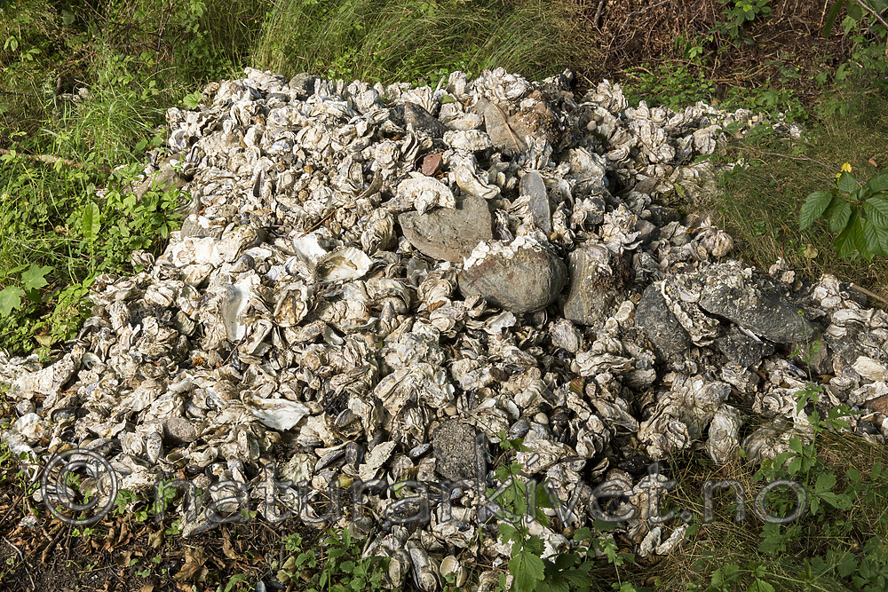 KA_160731_55 / Crassostrea gigas / Stillehavsøsters