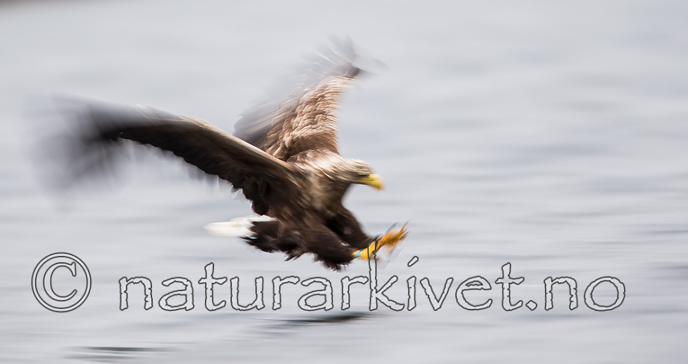 KA_160815_102 / Haliaeetus albicilla / Havørn