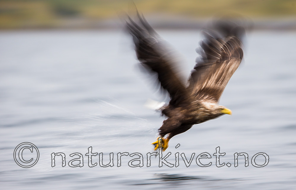 KA_160815_104 / Haliaeetus albicilla / Havørn