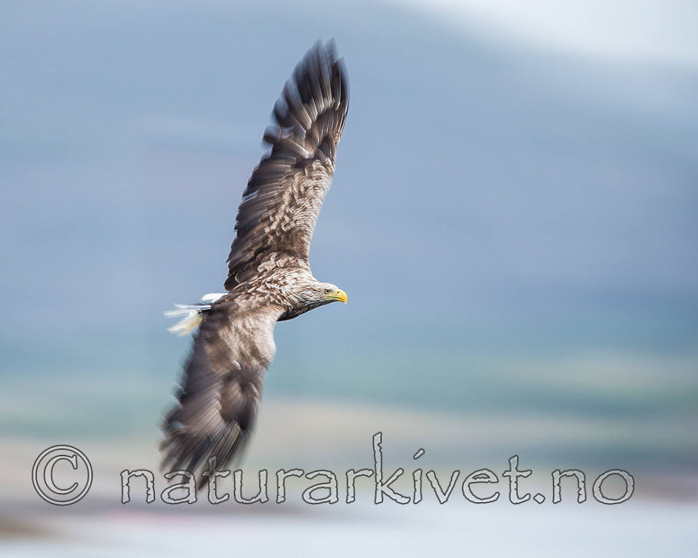 KA_160815_118 / Haliaeetus albicilla / Havørn