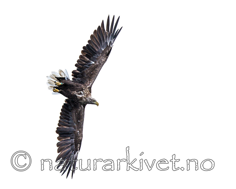 KA_160815_15 / Haliaeetus albicilla / Havørn
