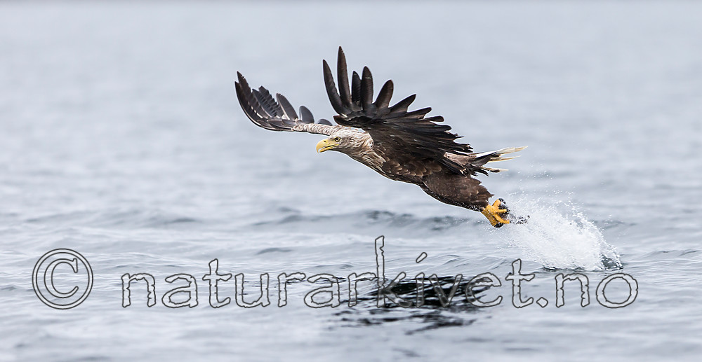 KA_160815_40 / Haliaeetus albicilla / Havørn