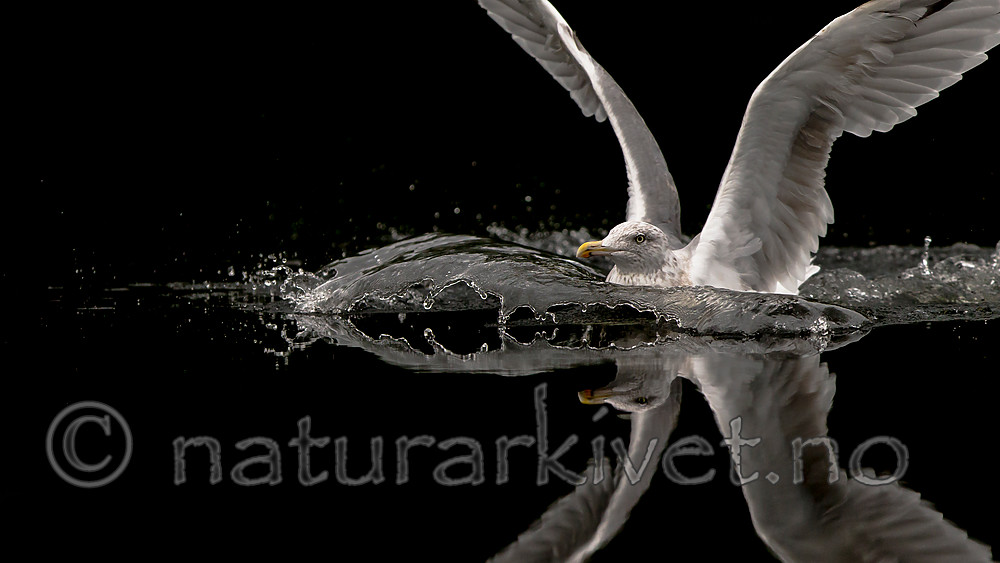 KA_160815_73 / Larus argentatus / Gråmåke