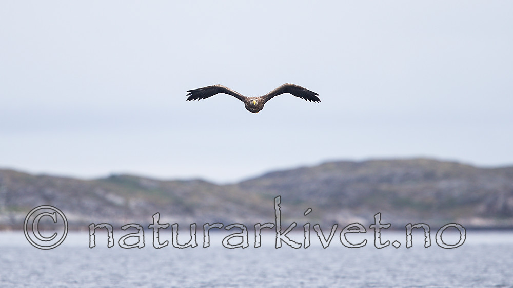 KA_160816_129 / Haliaeetus albicilla / Havørn