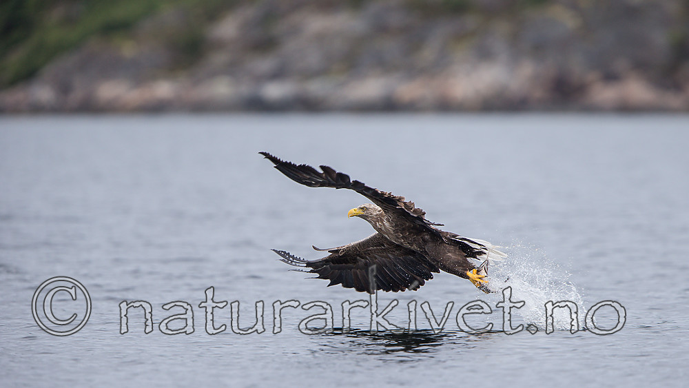 KA_160816_158 / Haliaeetus albicilla / Havørn