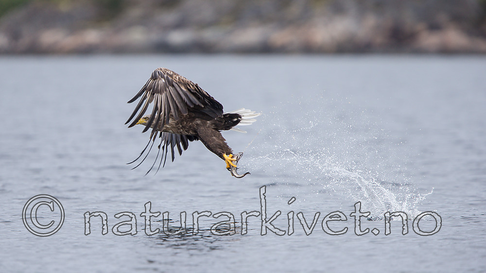KA_160816_159 / Haliaeetus albicilla / Havørn