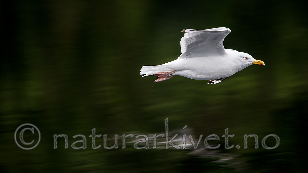 KA_160816_166 / Larus argentatus / Gråmåke