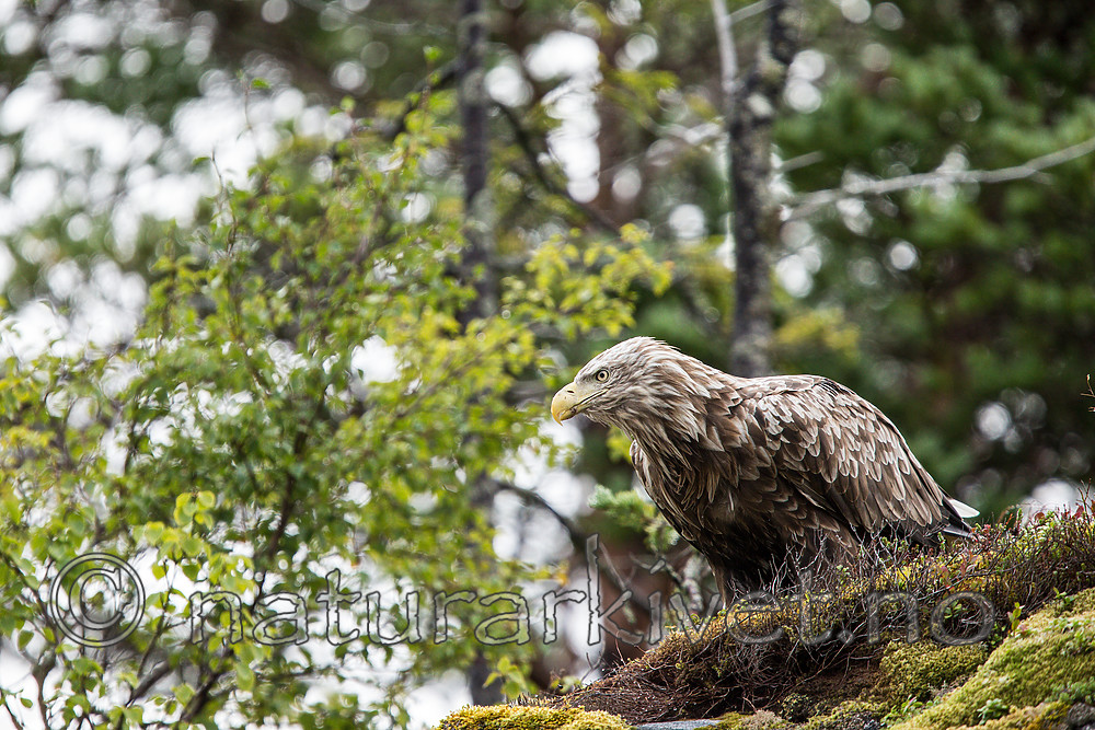 KA_160816_185 / Haliaeetus albicilla / Havørn