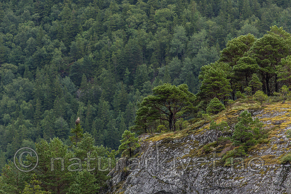 KA_160816_194 / Haliaeetus albicilla / Havørn