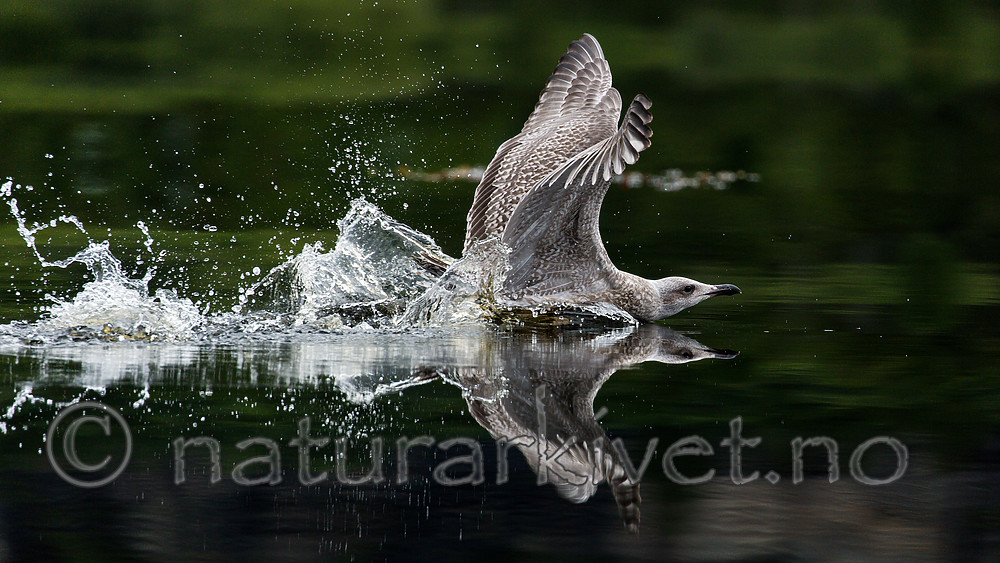 KA_160816_208 / Larus argentatus / Gråmåke