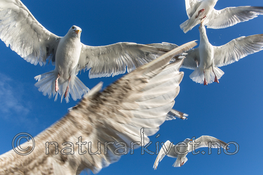 KA_160816_223 / Larus argentatus / Gråmåke