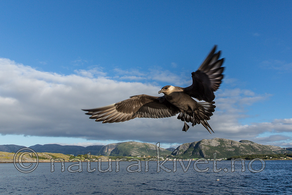 KA_160816_233 / Stercorarius parasiticus / Tyvjo